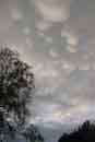 �2007   (Mr.)  Lauri A. Kangas