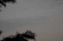 Ultra-thin Moon, June 7, 2005 - 2005 Lauri A. Kangas