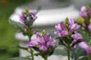 Female Ruby Throated Hummingbird - �2006 Lauri A. Kangas
