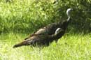 Wild Turkeys - � 2004 Lauri Kangas