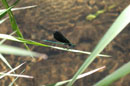 Ebony Jewelwing - � 2003 Lauri Kangas
