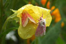 Rosy Maple Moth  - � 2002 Lauri Kangas