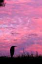 Sunset Visitor- 2006 Lauri A. Kangas
