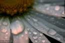 Sunset Colours in Raindrops - �2004 Lauri A. Kangas