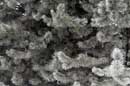 Hoar Frost, February 6, 2005 - � 2005 Lauri Kangas