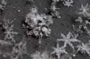 Snowflakes -  2004 Lauri Kangas