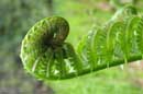 Ferns - 2006Lauri A. Kangas